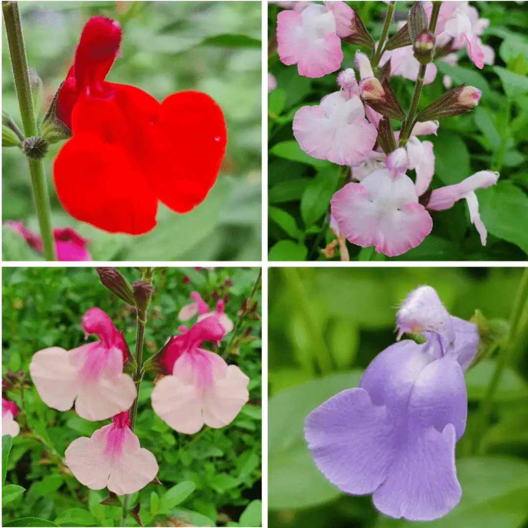 Salvia eclipse collection 3 compress