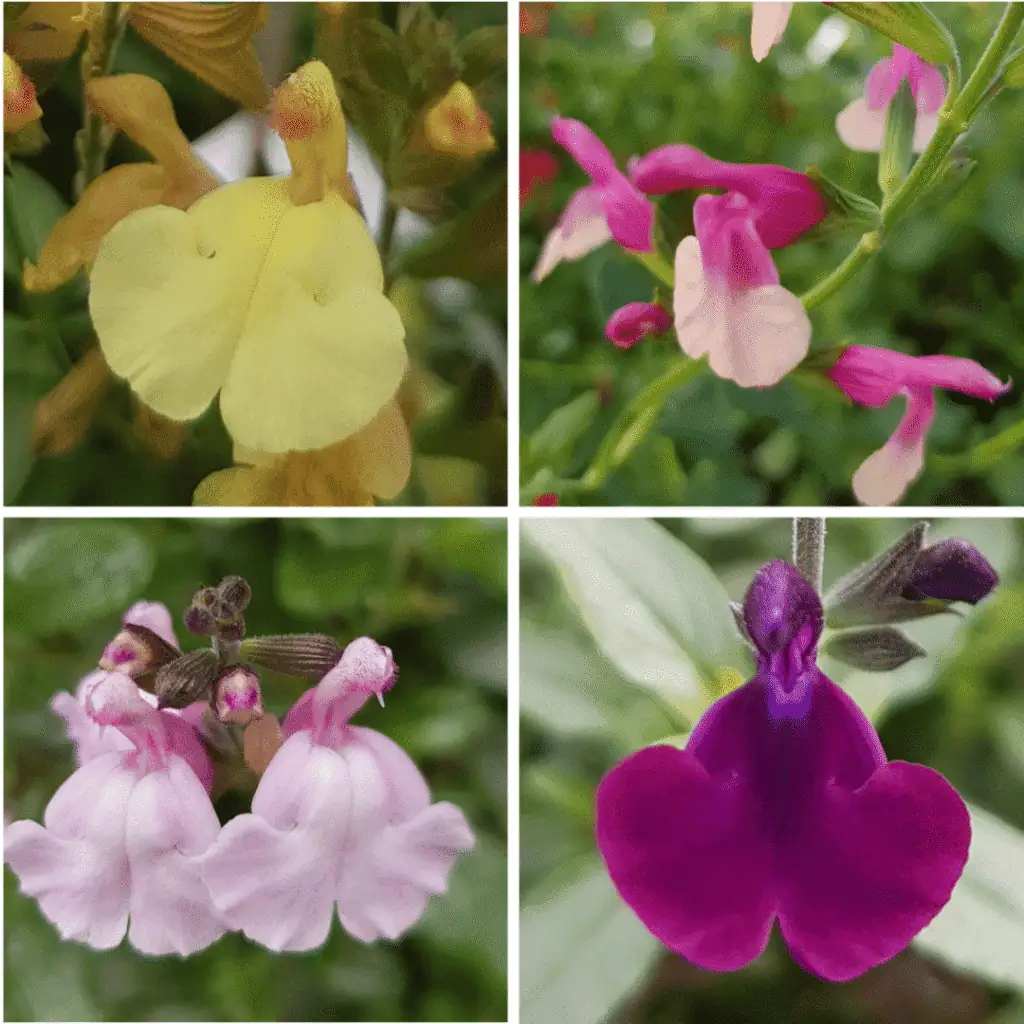 Salvia eclipse collection 4 compress