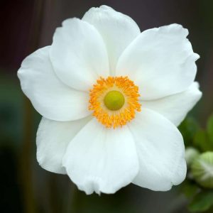 anemone elite pure white 2 compress