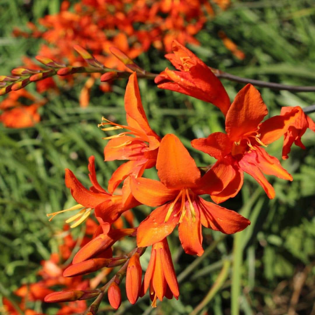 Crocosmia x crocosmiiflora ‘Saracen’ | Middleton Nurseries