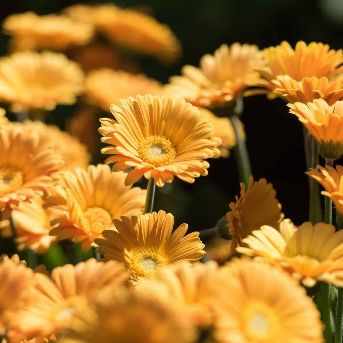 Gerbera Garvinea 'Sweet Smile' ('Garsmile') | Middleton Nurseries