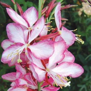 guara gambit rose bicolour 1