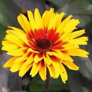 Rudbeckia x hybrida ‘Summerdaisy’s Red Bicolour’ growing in a garden border — Middleton Nurseries, Staffordshire