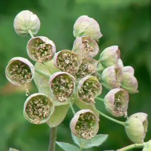 mathiasella green dream 1 compress