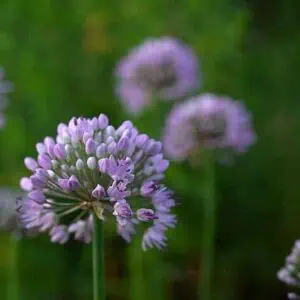 Allium cernuum Hidcote 3 compress