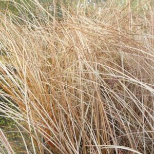 Carex buchananii ‘Red Rooster compress