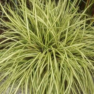 Carex oshimensis ‘Evergold 2 compress