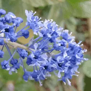 Ceanothus Blue Sapphire 1 compress