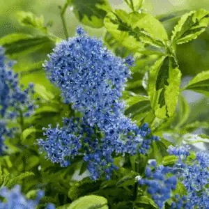 Ceanothus Eldorado 3