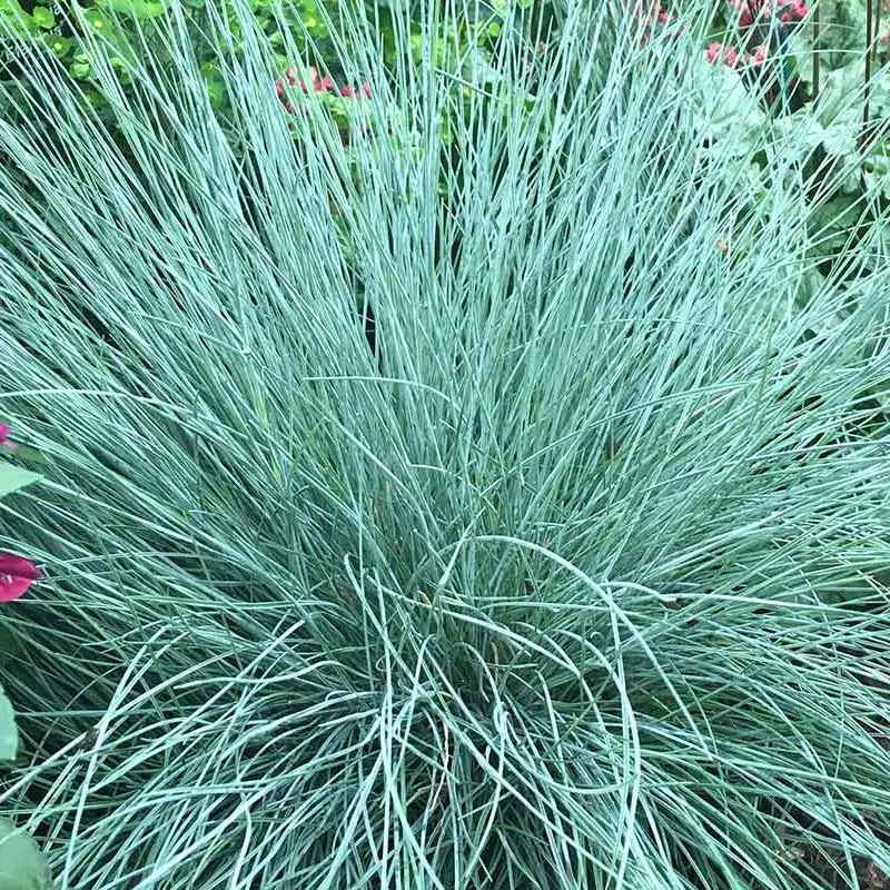 Festuca Glauca ‘intense Blue Middleton Nurseries