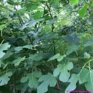 Ficus carica Brown Turkey 1 compress