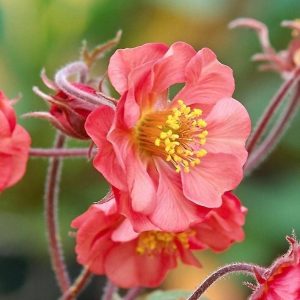 Geum Flames of Passion 3 compress