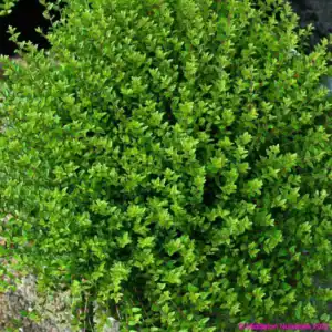 Lonicera Scoop 2 compress