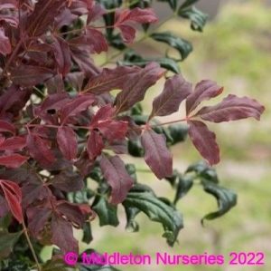 Nandina Curly Obsessed 2 compress
