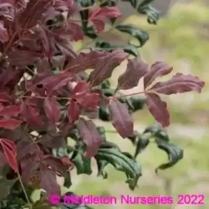 Nandina Curly Obsessed 2 compress