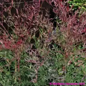 Nandina Summer Sunset 2 compress