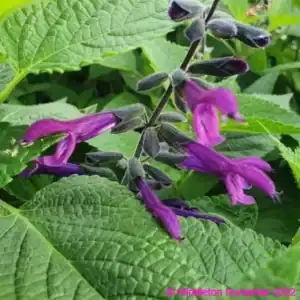 Salvia Amigo2 compress
