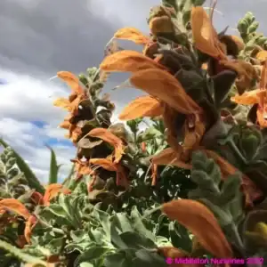 Salvia Aurea 2 1 compress compress