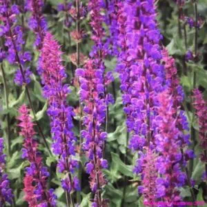 Salvia × sylvestris Tanzerin 1 compress