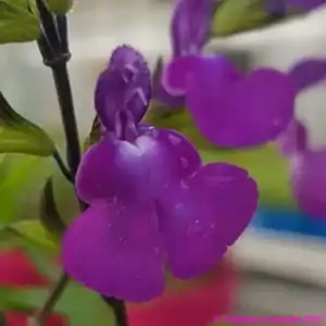 Salvia Christine Yeo 1 1 compress compress