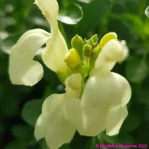 Salvia 'Clotted Cream'