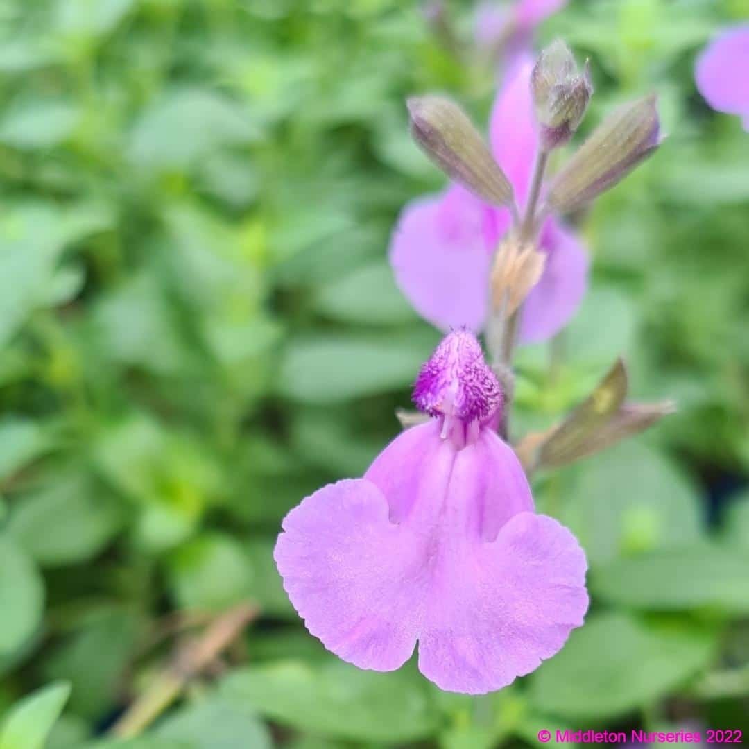 Salvia ‘Cool Violet’ | Middleton Nurseries