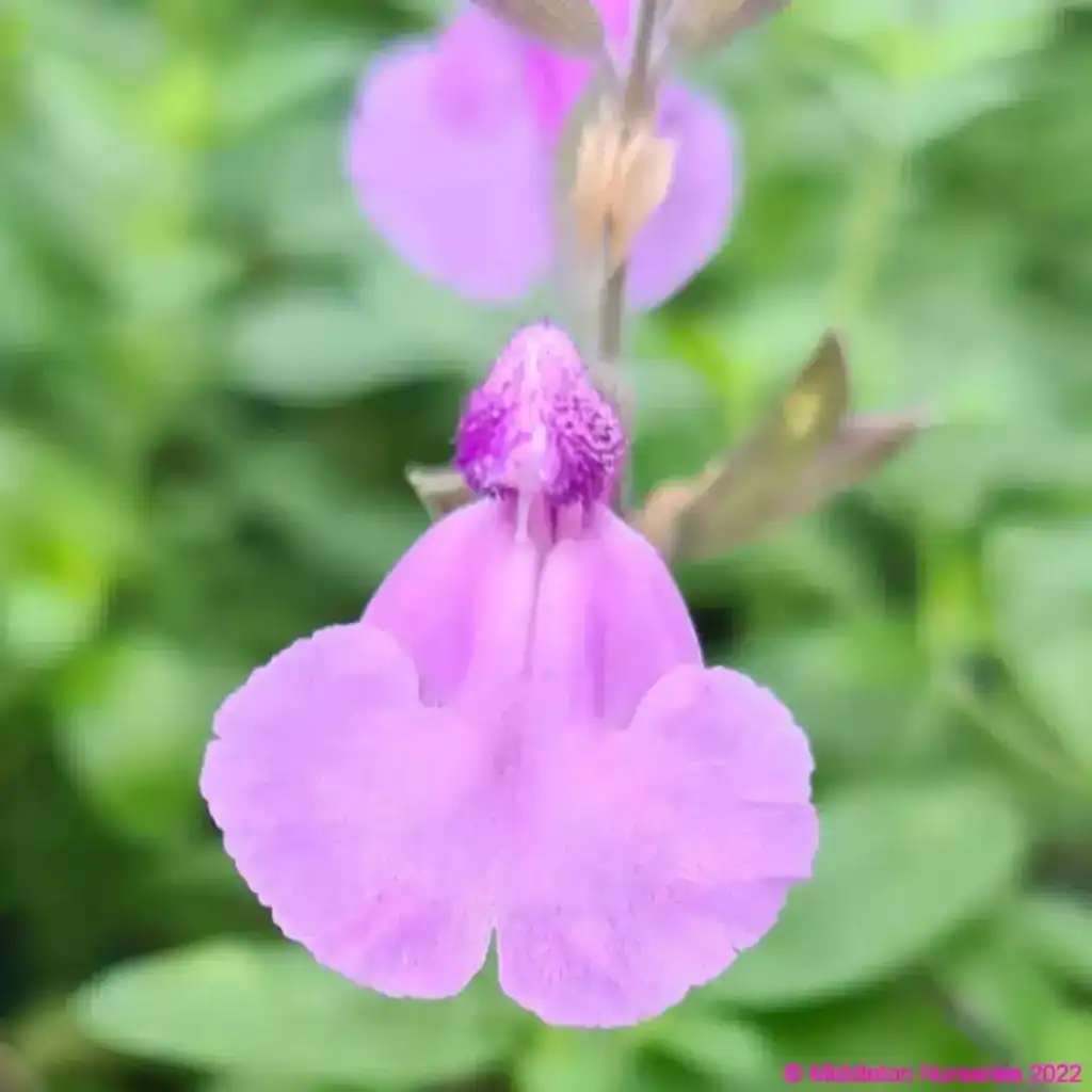 Salvia Cool Violet 4 compress