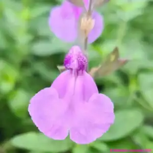 Salvia Cool Violet 4 compress