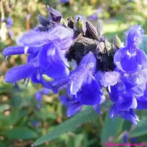Salvia Corrugata1 compress