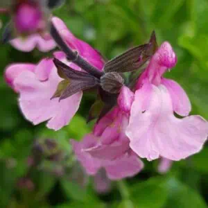 Salvia Cuello Pink 1 1 compress