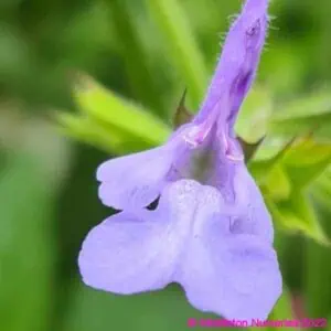 Salvia ‘African Sky 1 compress