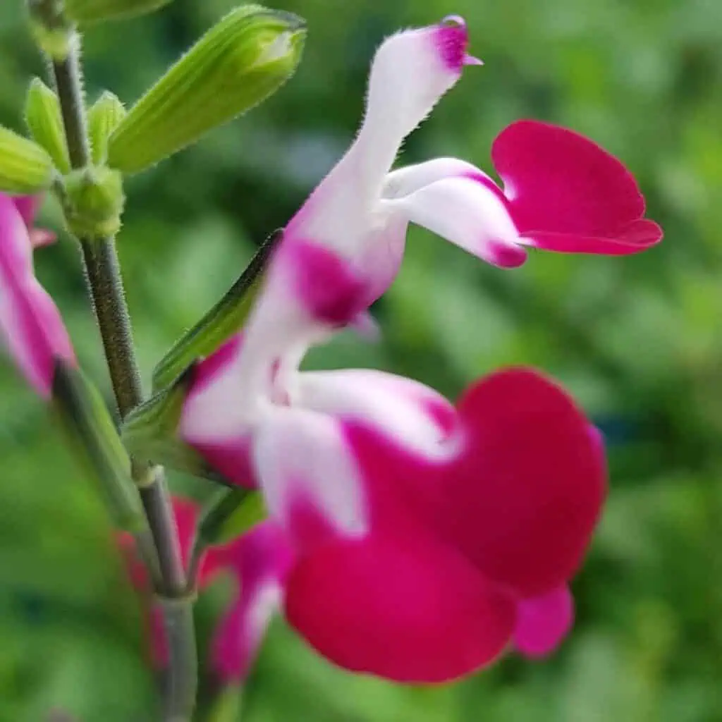 Salvia ‘Cherry Lips 4 1