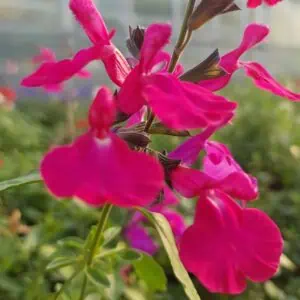 Salvia ‘I Cavalieri del Tau 3 scaled