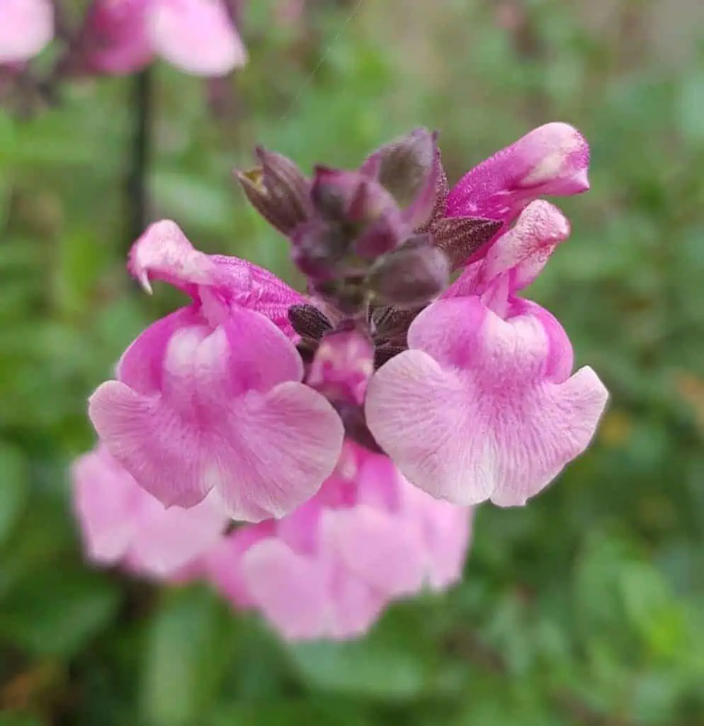 Salvia ‘Krystle Pink 1