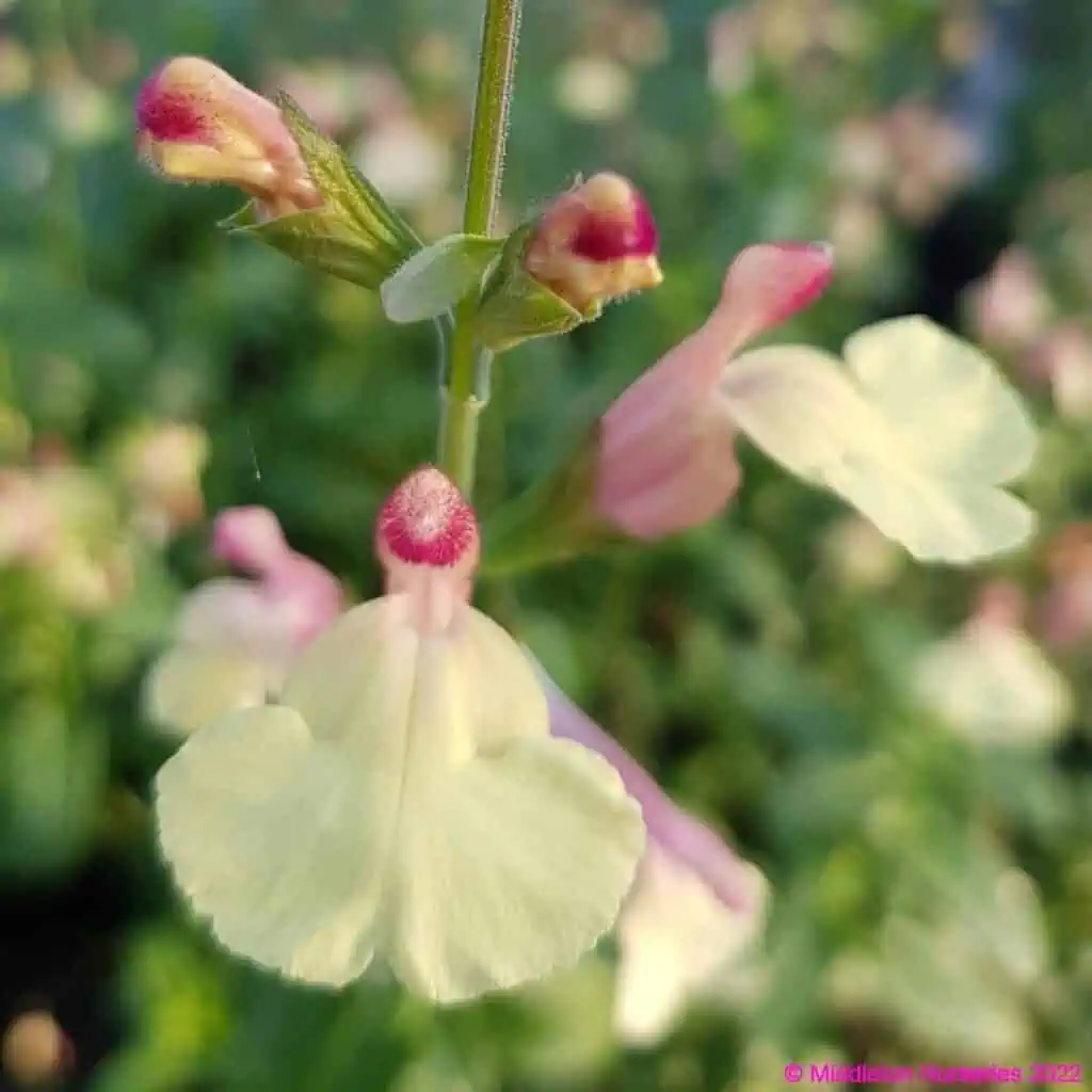 Salvia ‘La Mancha 3 compress