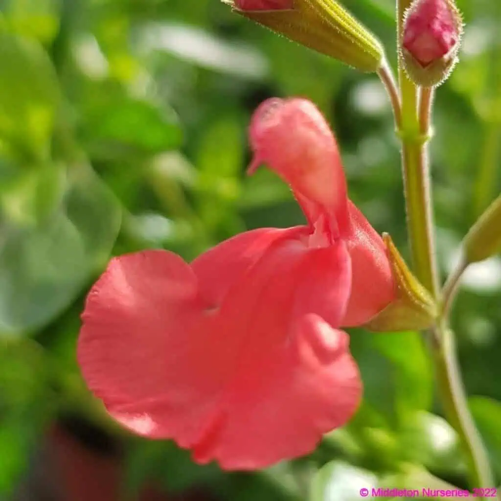 Salvia ‘Peach Cobbler 2 compress