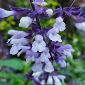 Salvia ‘Phyllis Fancy 1