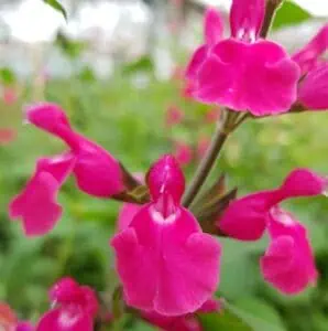 Salvia ‘Pink Pong 1 1