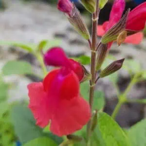 Salvia ‘Wine and Roses 6 scaled