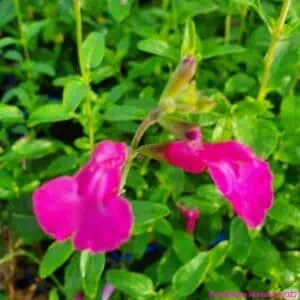Salvia Eclipse ‘Trewithen Cerise 3 compress
