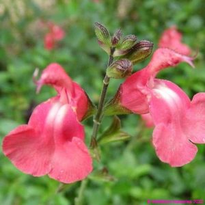 Salvia Eclipse Trelawny Rose Pink 1 compress