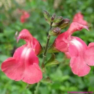 Salvia Eclipse Trelawny Rose Pink 1 compress