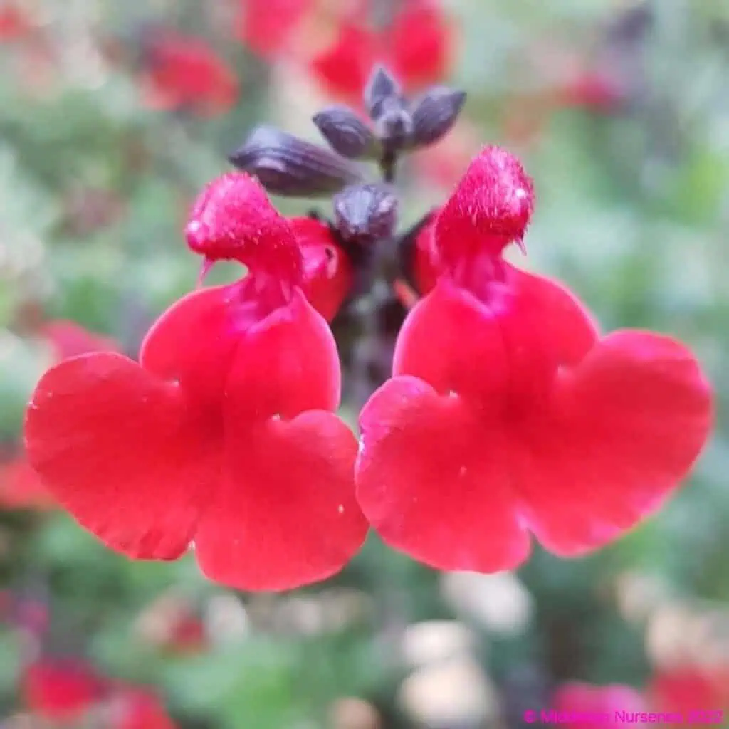 Salvia Jezebel 1 compress