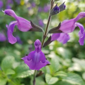 Salvia Lavender Dilly Dilly 3 scaled