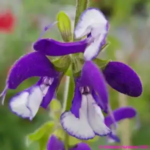 Salvia Madeline 1 1 compress compress