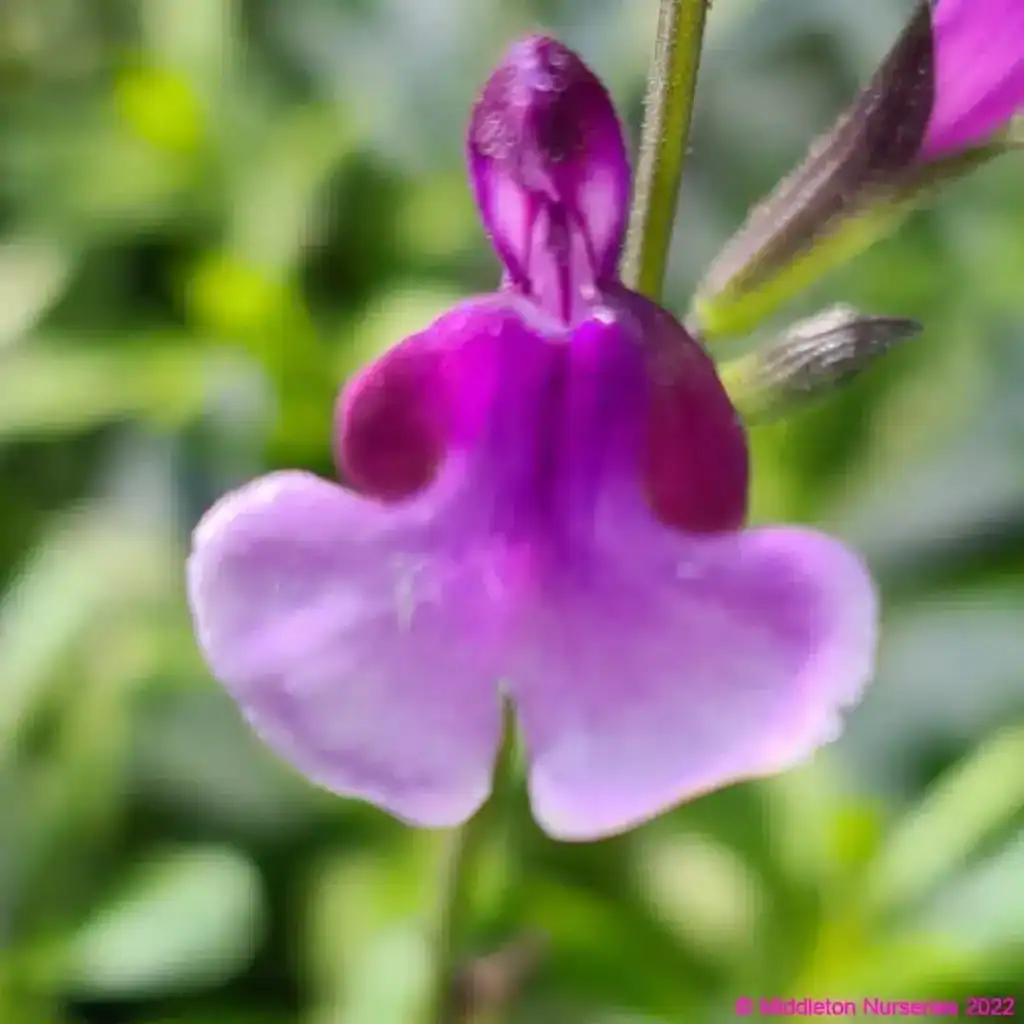 Salvia Oriental Dove 6 compress
