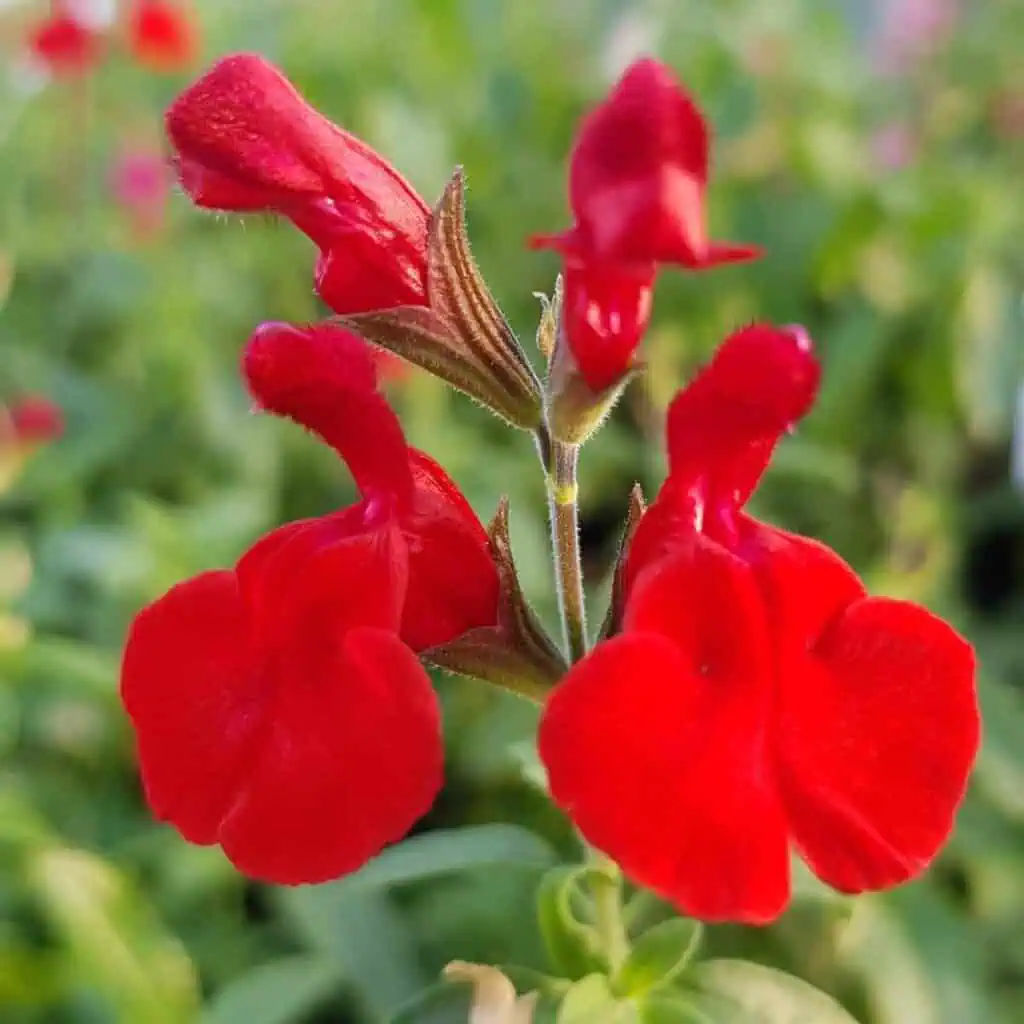 Salvia Radio Red 1
