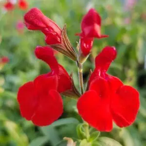 Salvia Radio Red 1