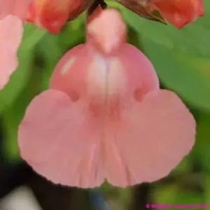 Salvia Salmon Dance 1 1 compress compress