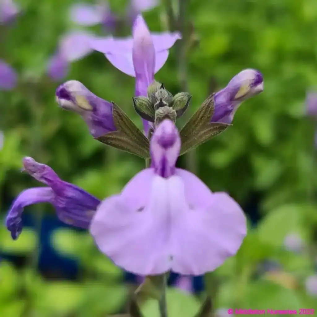 Salvia So Cool Pale Blue1 compress
